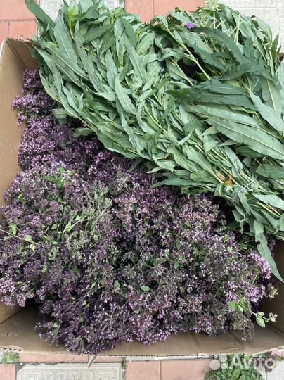 Душица лесная