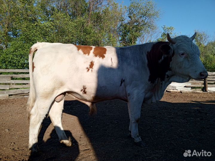 Бык на племя Симентвл
