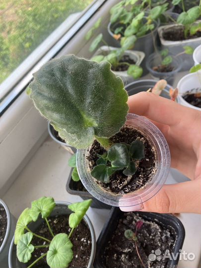 Детки сортовых фиалок