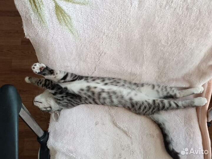 Котенок девочка