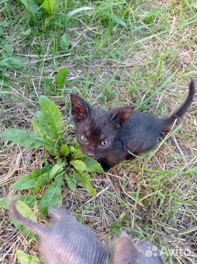 Канадский сфинкс котенок