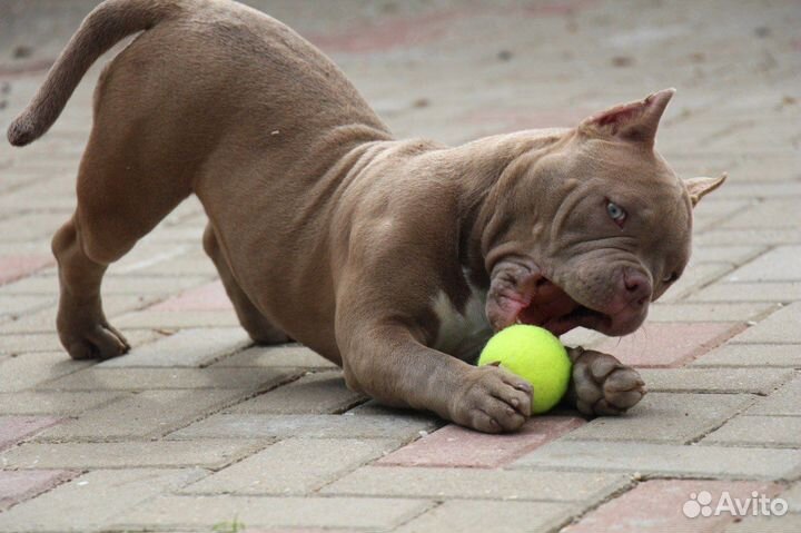 Щенки амбулли