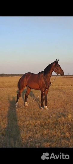 Орловская кобыла