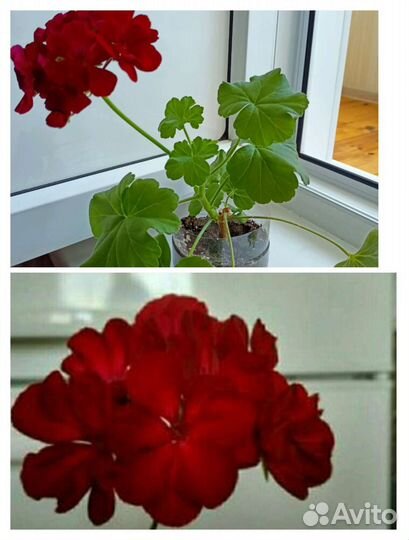 Пеларгония