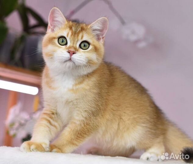 Британские котята золотая шиншилла