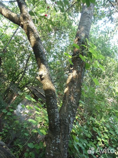 Ствол дерева