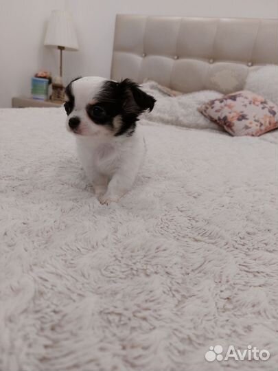 Чихуахуа девочка 2 месяца