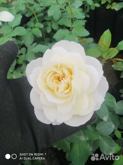 Саженцы розы