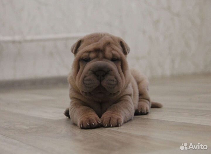 Сказочные детки