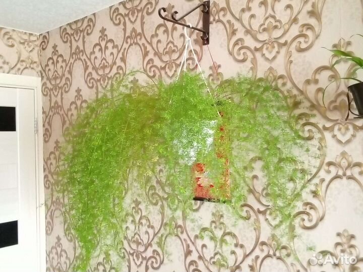 Папоротник-Аспарагус