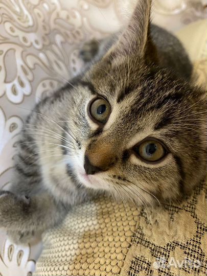 Котенок мальчик 2 месяца