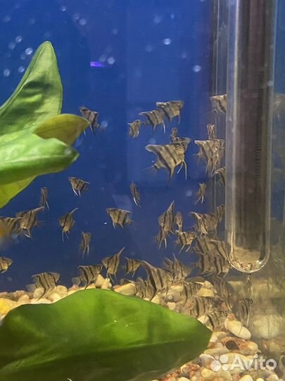 Аквариумные рыбки