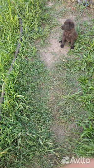 Собака в добрые руки отдам бесплатно