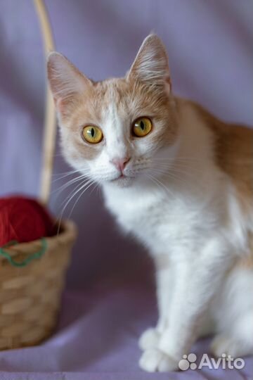 Кошка Кэт в добрые руки