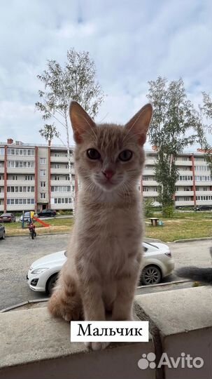 Отдам в добрые руки котят