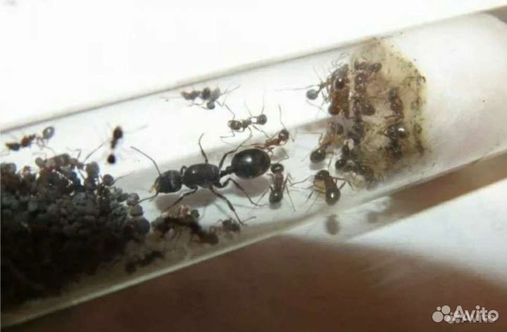 Муравьи