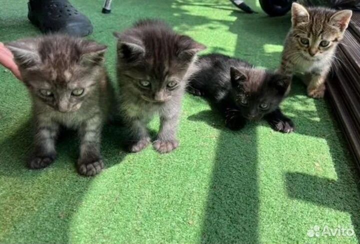 Котята в добрые руки бесплатно