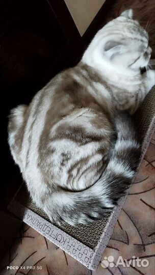 Шотландский кот на вязку