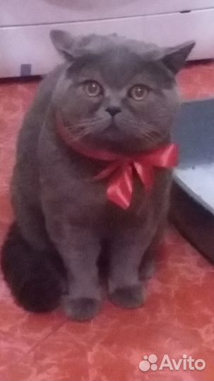 Кот на вязку