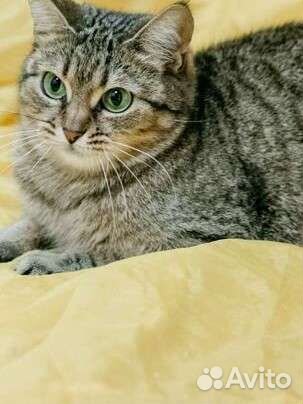 Зеленоглазая кошечка