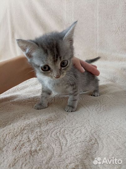 Малыши ищут родителей