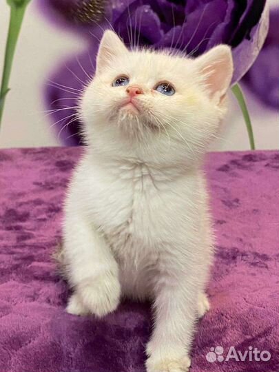 Синеглазки