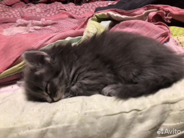 Котенок девочка