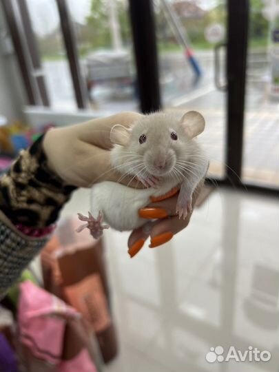 Крыса дамбо