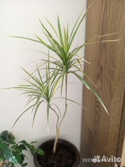 Комнатные растения