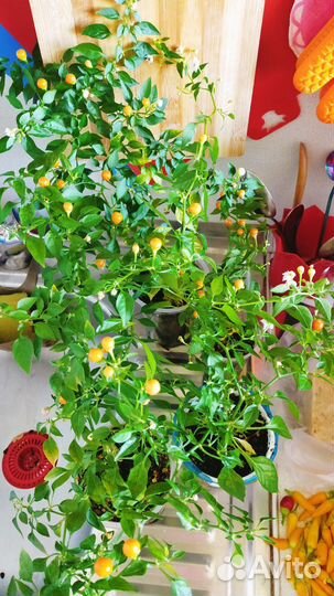 Перец острый комнатный Бусинка с плодами