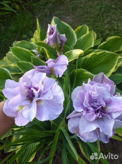 Ирис сибирский