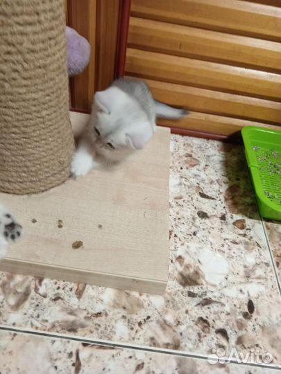 Два мальчугана шотландские котята