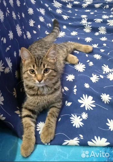 Кошечка Энджи