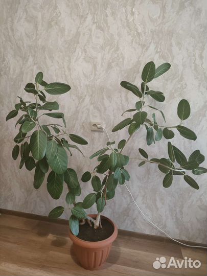 Фикус, пальма, алоэ, кактус