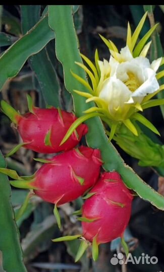 Кактус питахайя плодоносящий