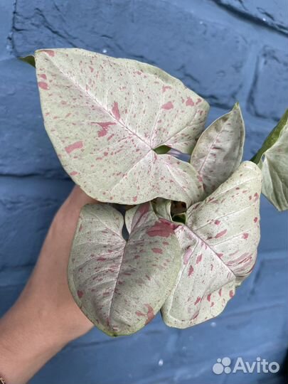 Сингониум Dazzle Color