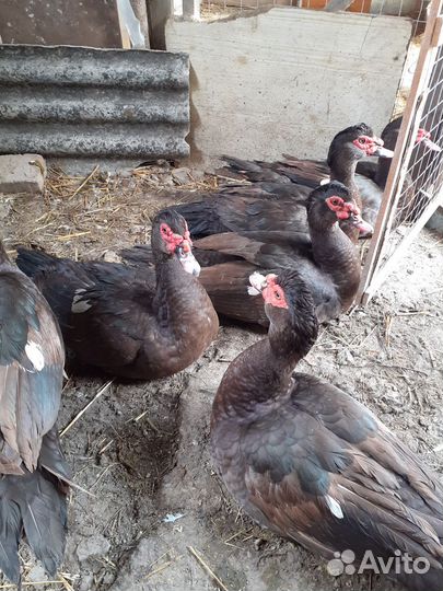 Селезень индоутки