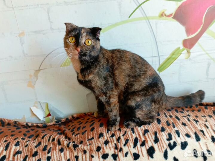 Шотландская вислоухая кошка