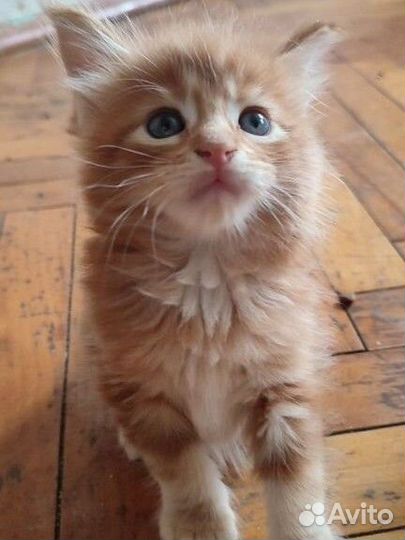 Котята мейн-кун