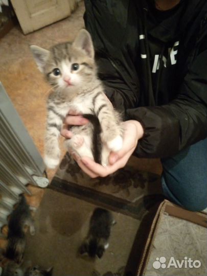 Кошка