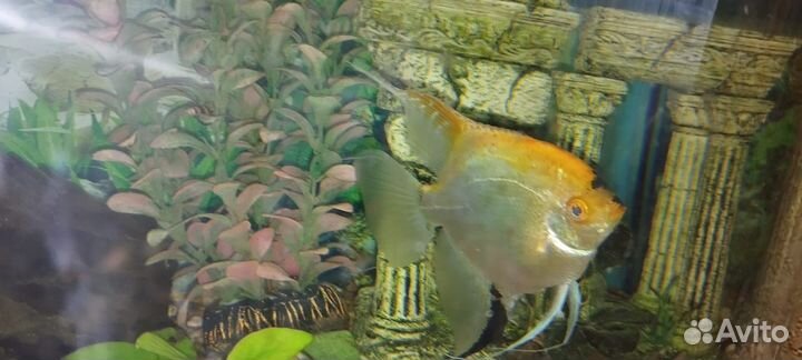 Скалярия самец