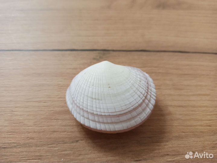 Морская раковина