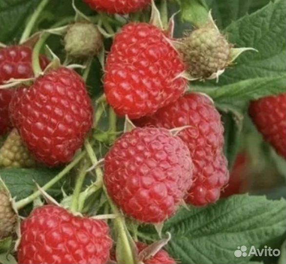 Саженцы очень крупной летней малины