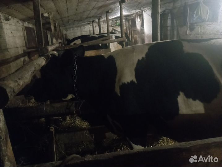 Корова дойная