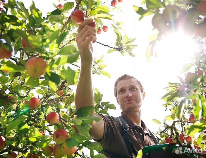 Вахта Сборщик