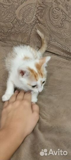 Котик в добрые руки