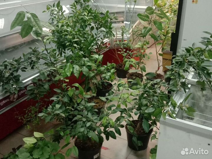 Мандарины и лимон