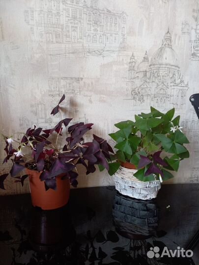 Кислица (оксалис)