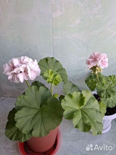 Пеларгония герань сортовая