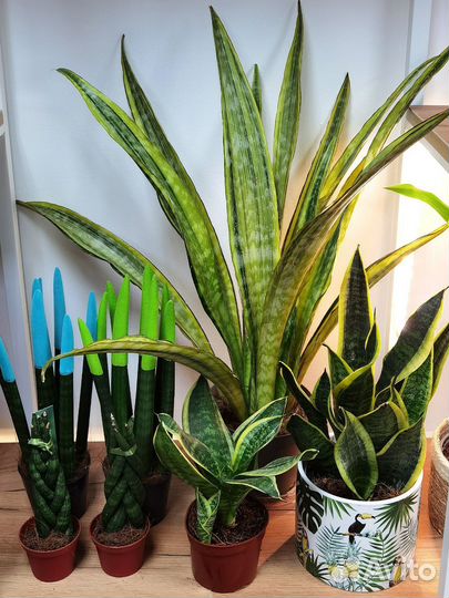 Сортовые Сансевиерии в ассортименте